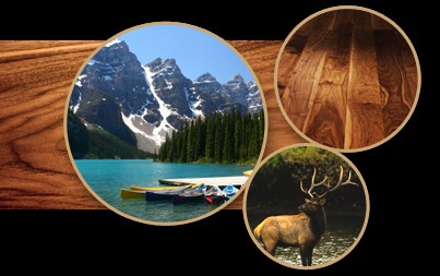 Orzech amerykaÃâski